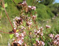 Due api attaccate con dei fili di ragnatela su una pianta di origano selvatico
