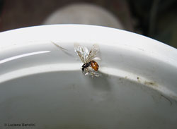 formica alata caduta in acqua