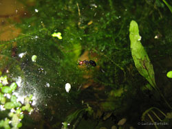 formica Camponotus lateralis nell'acqua dell'acquario