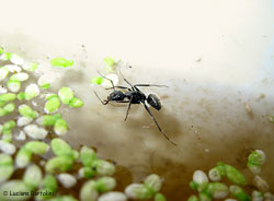 formica morta annegata