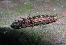 Larva di lucciola capovolta