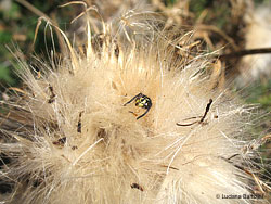 testa di vespa polistes