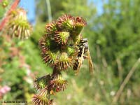 vespa appesa ad una pianta