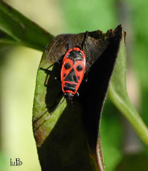 Pyrrhocoris apterus