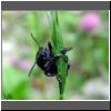 Timarcha tenebricosa 