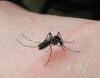 video di una zanzara che punge