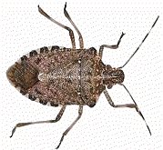 Cimice asiatica