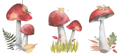 Funghi