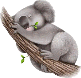 koala