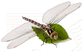 Libellula su foglia