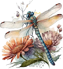 Libellula