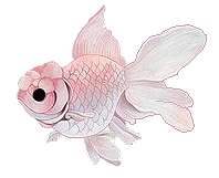 Pesce rosa