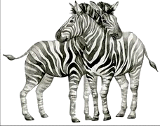 zebre