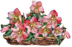 Cesto di fiori Anemoni