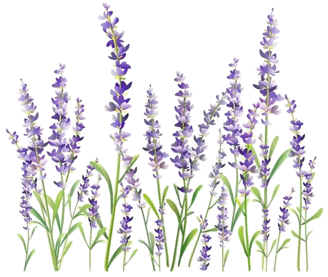 Lavanda