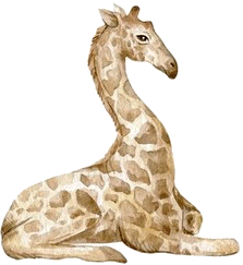 giraffa