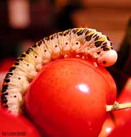 Larva appartenebte alla famiglia Cimbicidae 