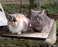 Micia e Filiberto nell'orto nel 2002