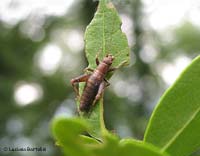 Arachnocephalus vestitus