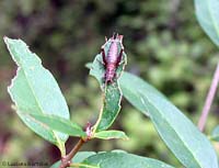 Arachnocephalus vestitus