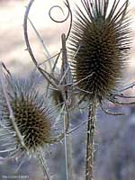 Tylopsis liliifolia che si confonde con le forme del cardo dei lanaioli