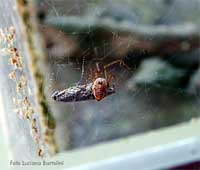 Therididae con farfallina