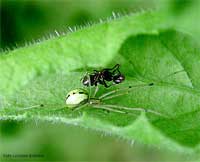 Ragno Enoplognatha ovata con preda