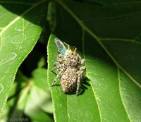 philaeus chrysops con cicadella