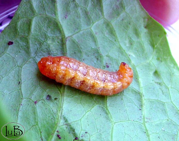 Lygaeidae sp.