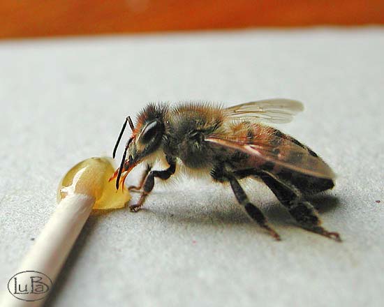 apis mellifera